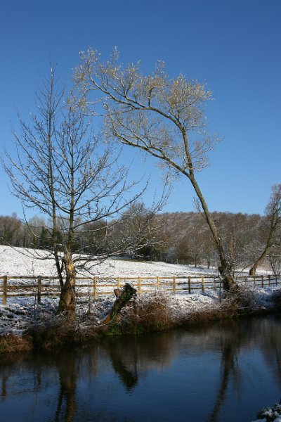 Two Frosty Trees.jpg